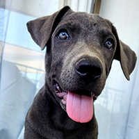 portrait of Bridge's puppy
