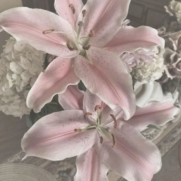 picture of pink and white flowers