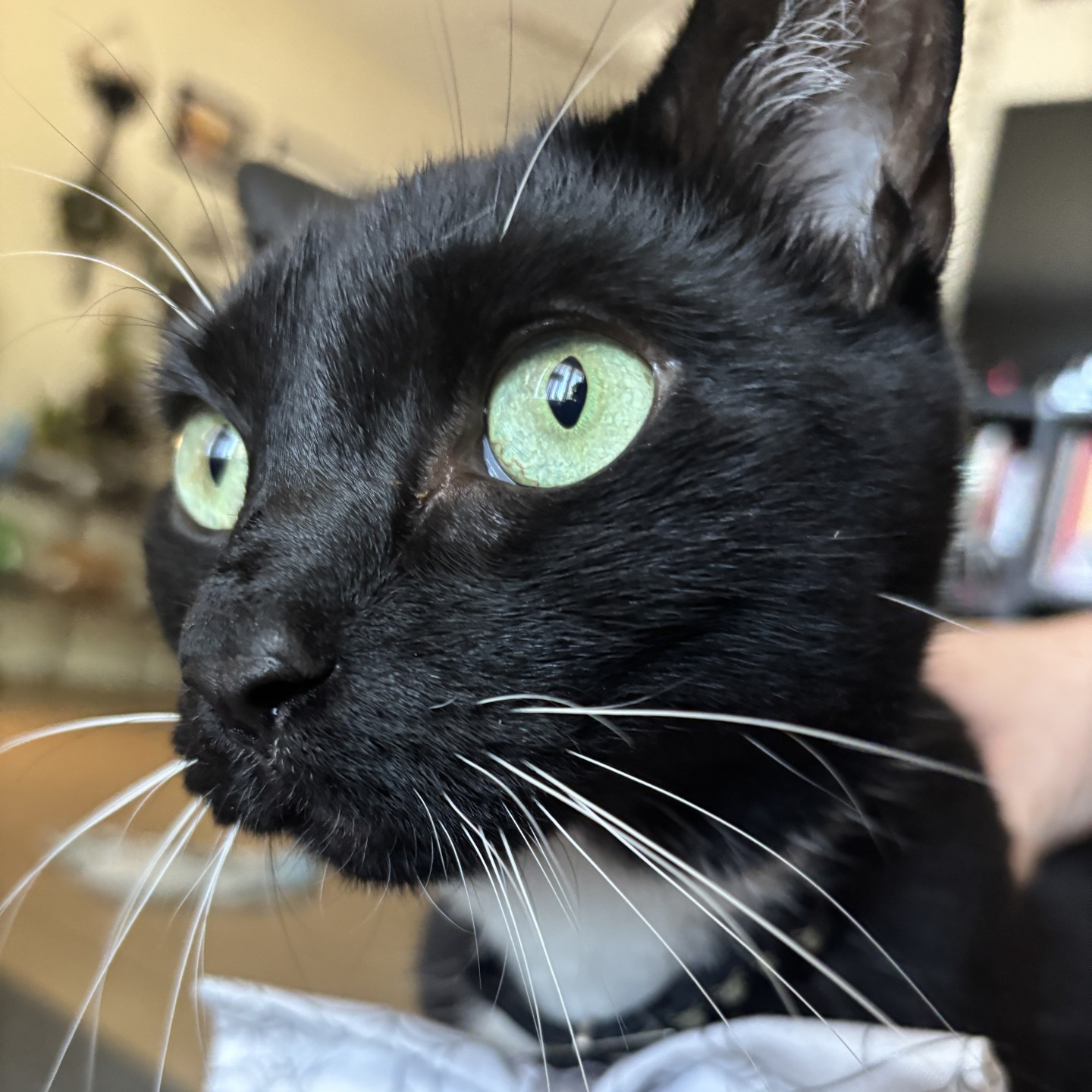 portrait of Doris the Cow