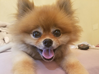 portrait of Chloe's dog, Suzy